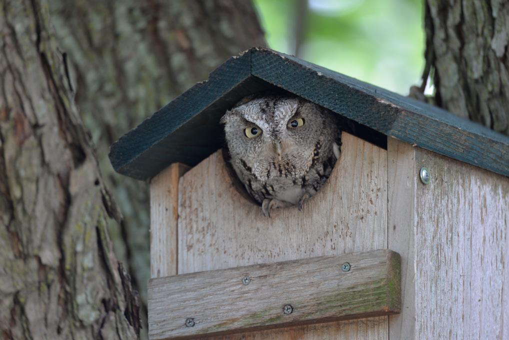 VET'S BARRED OWL.LONG EAR'ED OWL.1=NESTING BOX.MED OWLS.Holley/BUILT BY U.S.A 