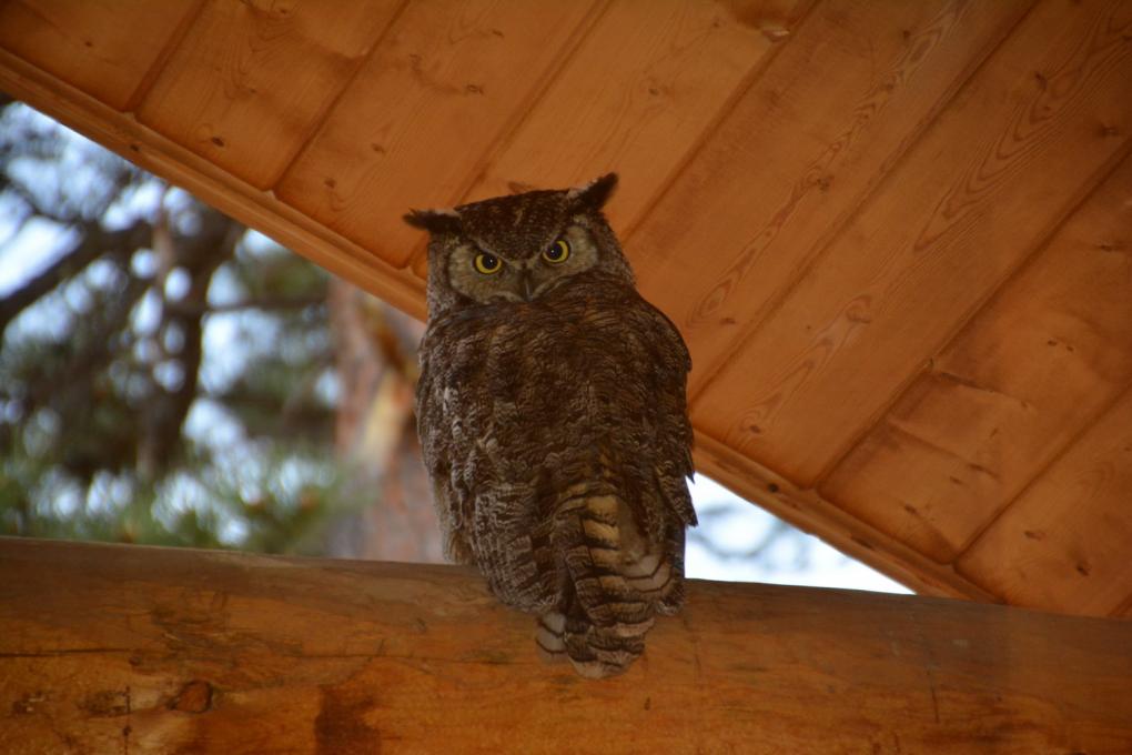 Owl Morning Watch