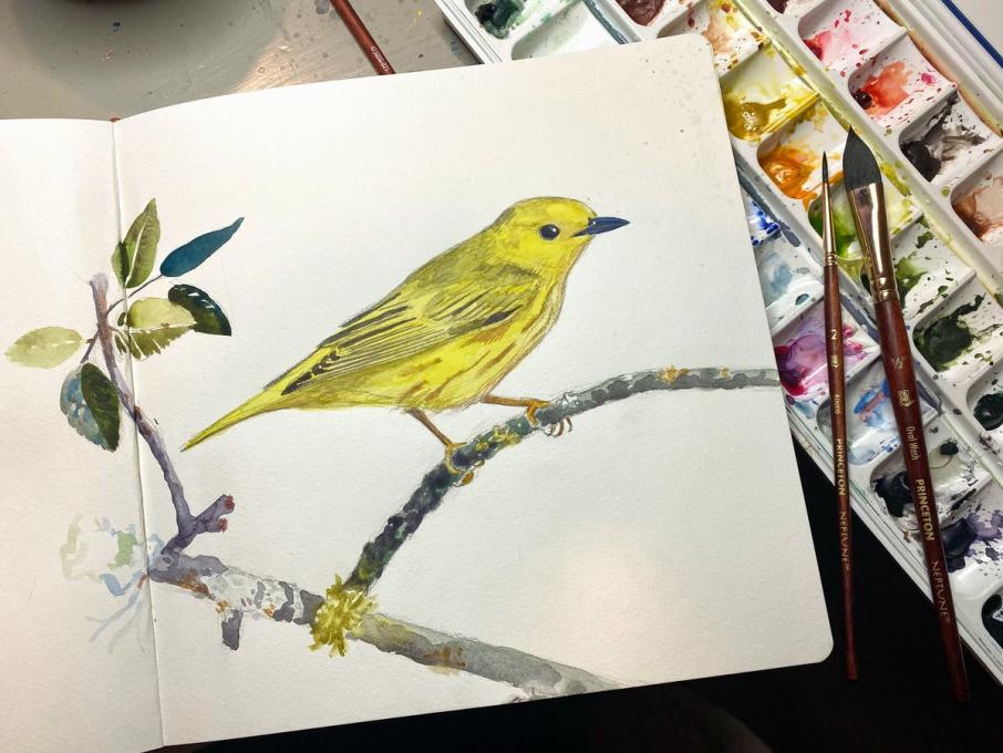 Rebekah Lowell_Yellow Warbler Nature Journaling