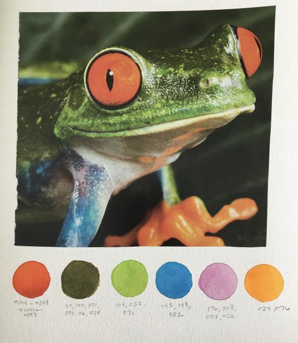 RVK_ColorStudy_Frog