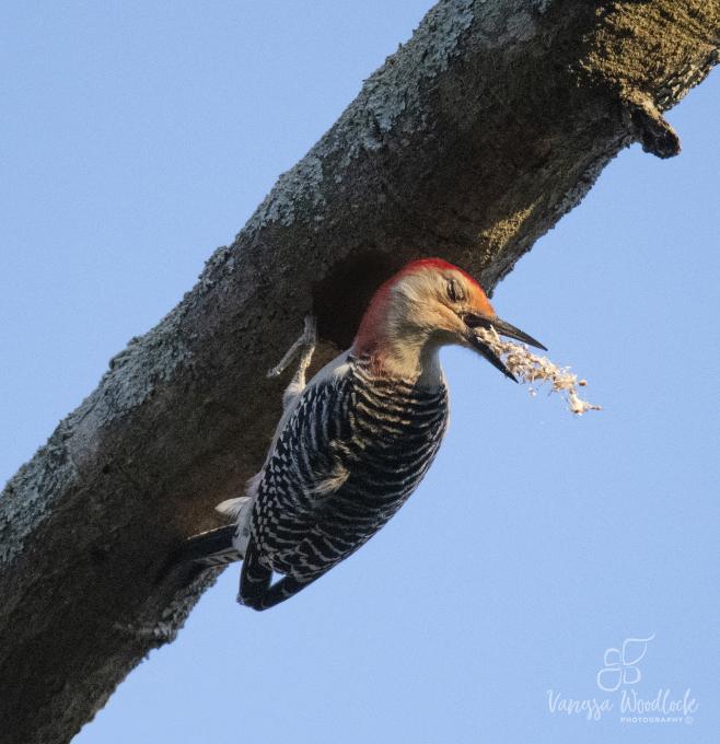 woodpecker0715