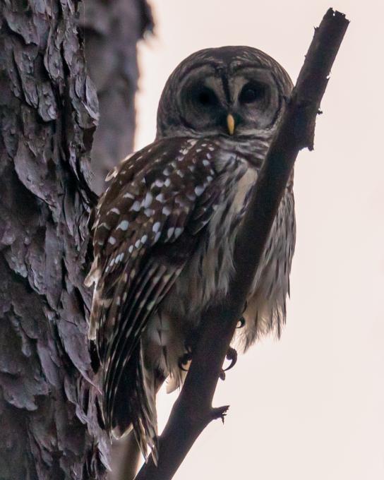 huntington owl-1