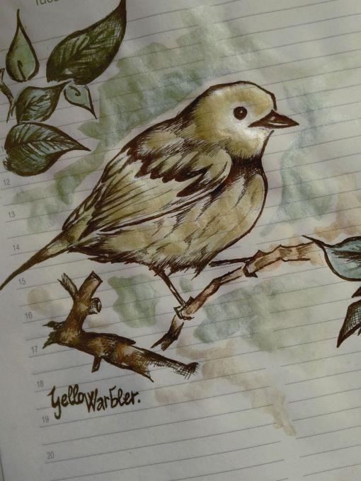 yellowwalbler
