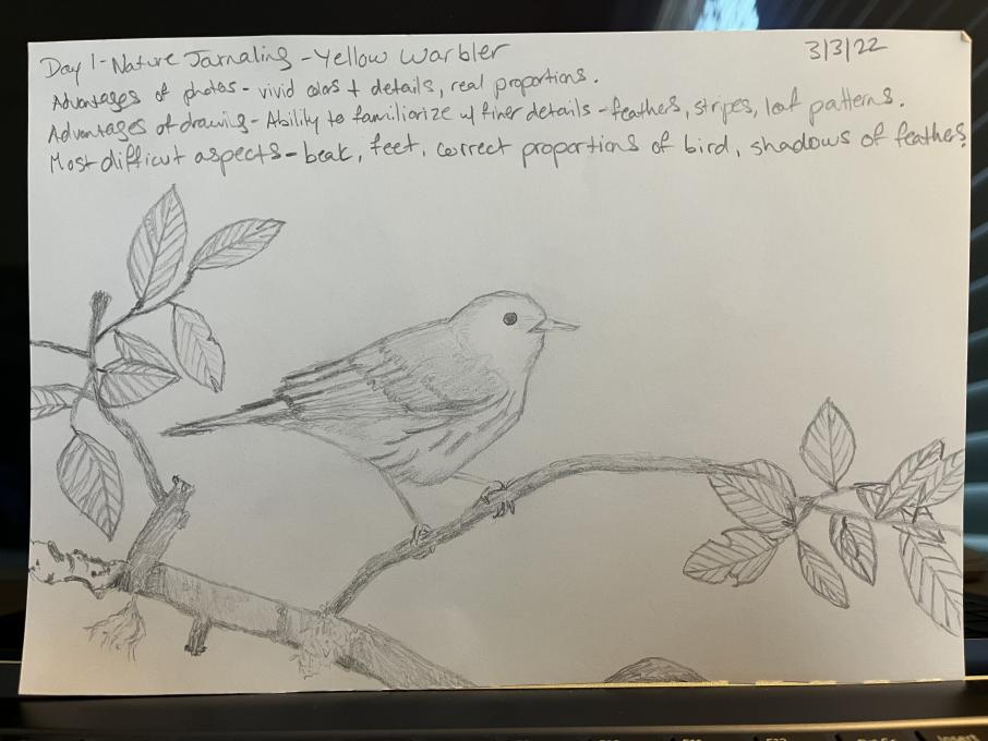 Day 1 - Yellow Warbler sketch