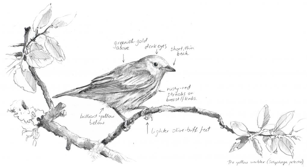 yellow warbler with notations