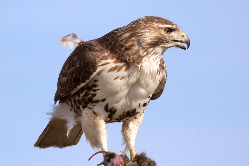 Red-tailed Hawk_8183