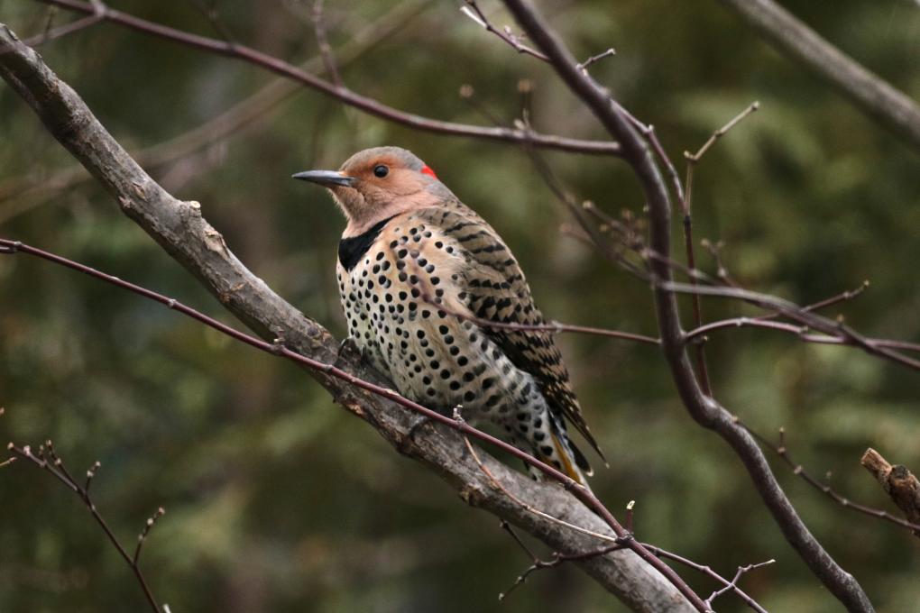 Northern (yellow -shafted) Flicker Female_7357