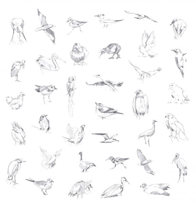 gesture sketching birds