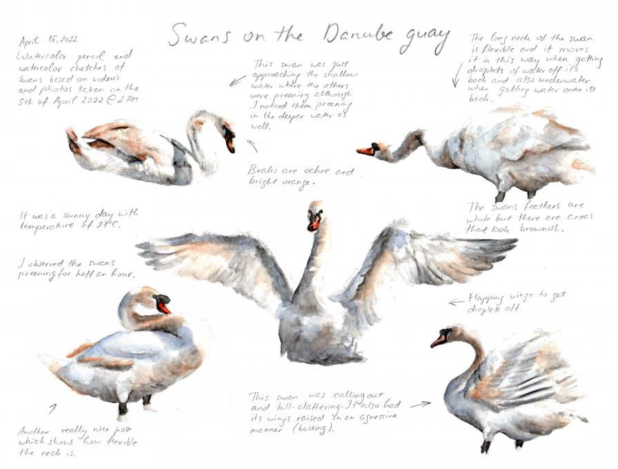 swans with text