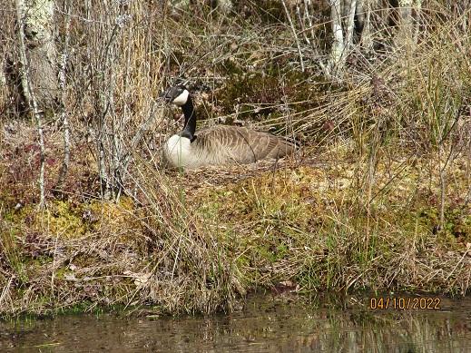Canada goose on nest