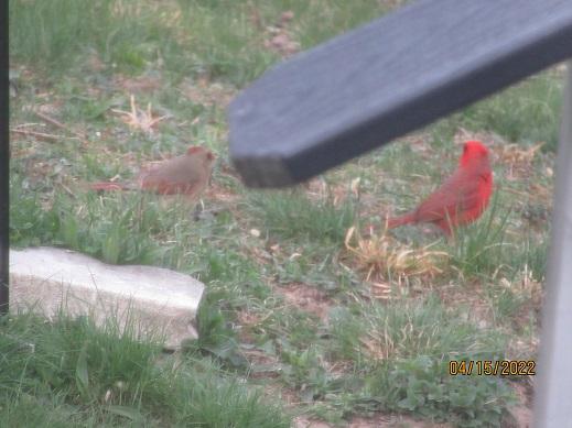 cardinal pair