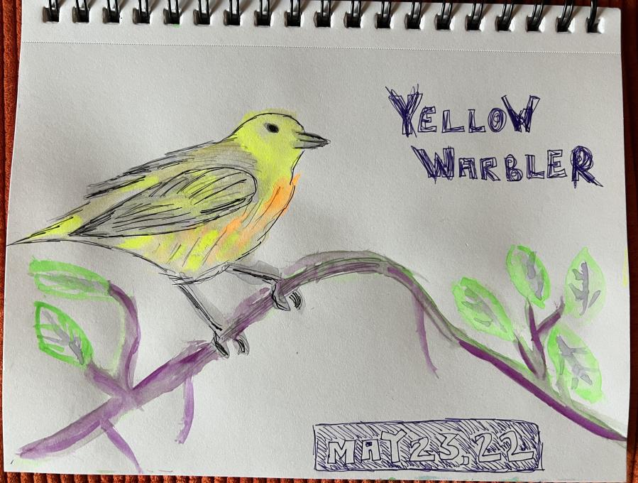 Yellow Warbler - May 2022