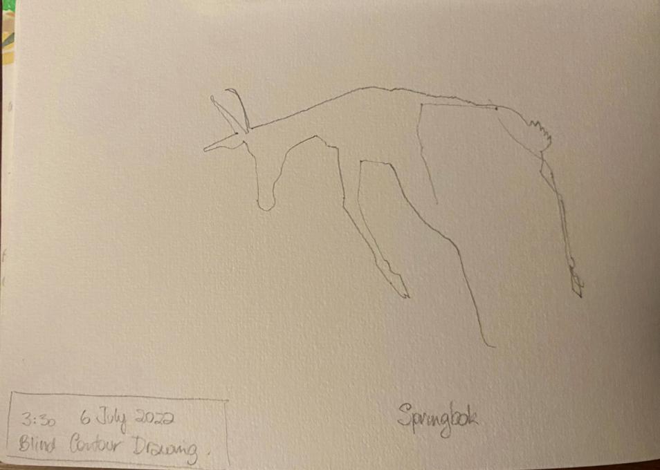 Blind Contour Drawing Springbok