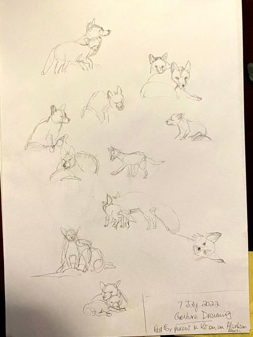 Gesture Drawing Red Fox and Kit