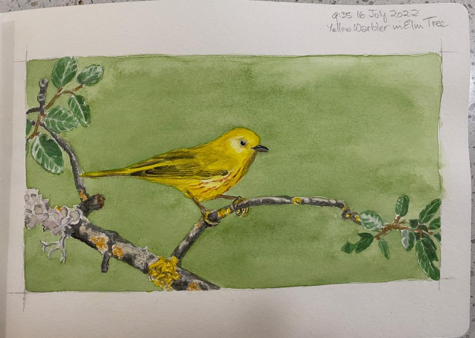 Yellow Warbler in Elm Tree final