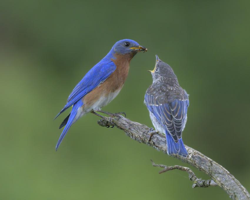 Hungry Bluebird~Tom Egel
