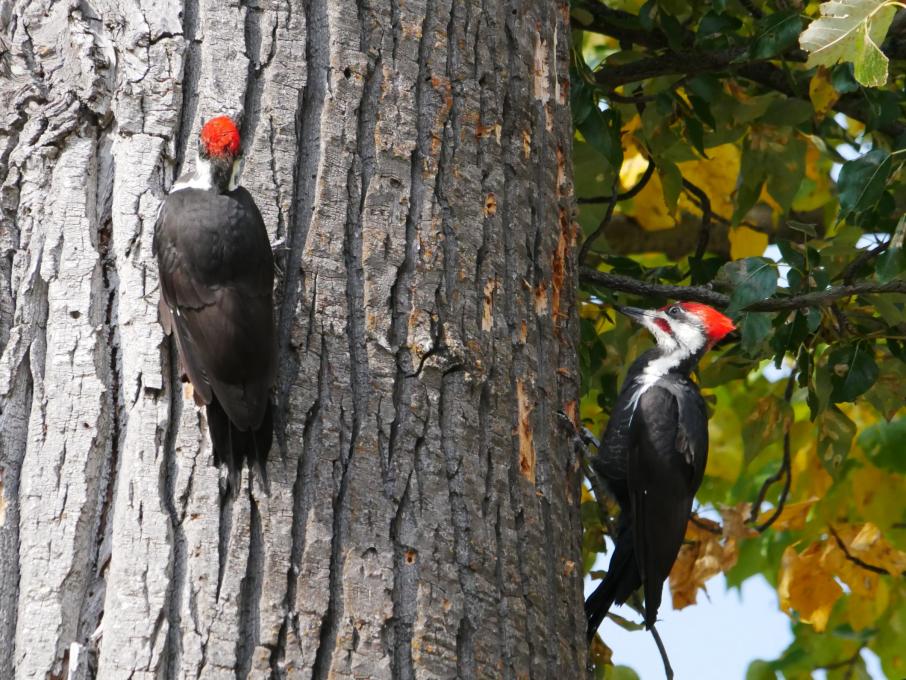 Pileated Woodpeckers Pillar Lake 2022-10-07