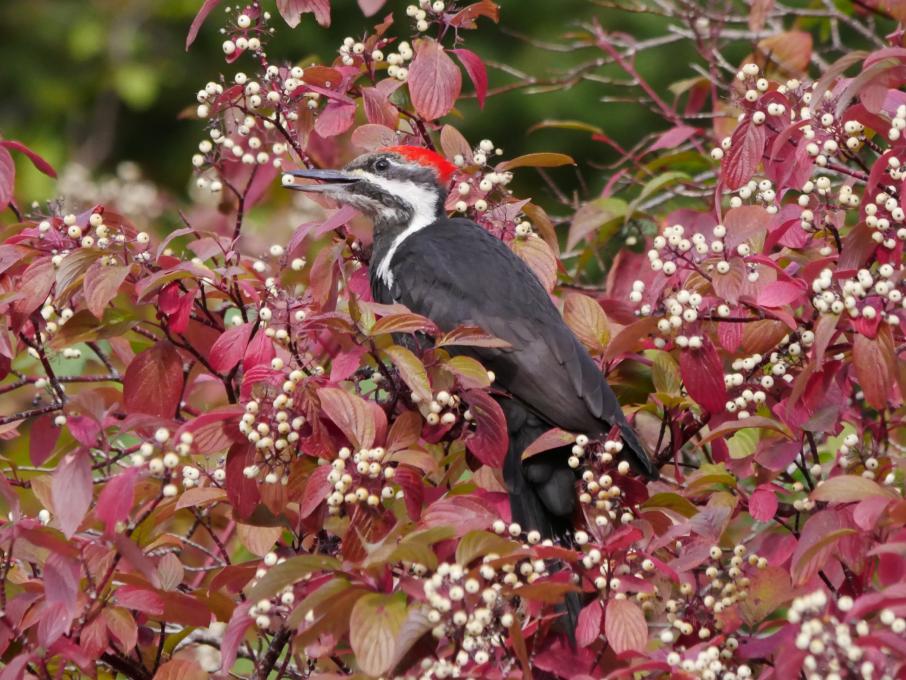 Pileated Woodpecker in berries 2022-10-07 4mp