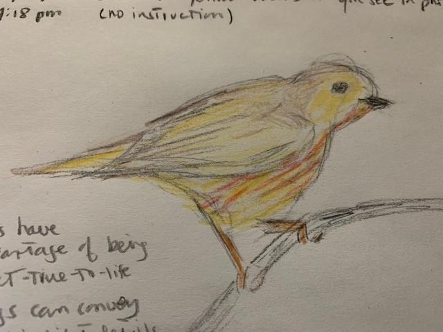 yellow warbler lesson 1 10-29