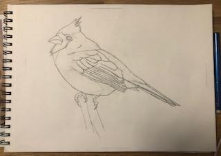 Cardinal Drawing 