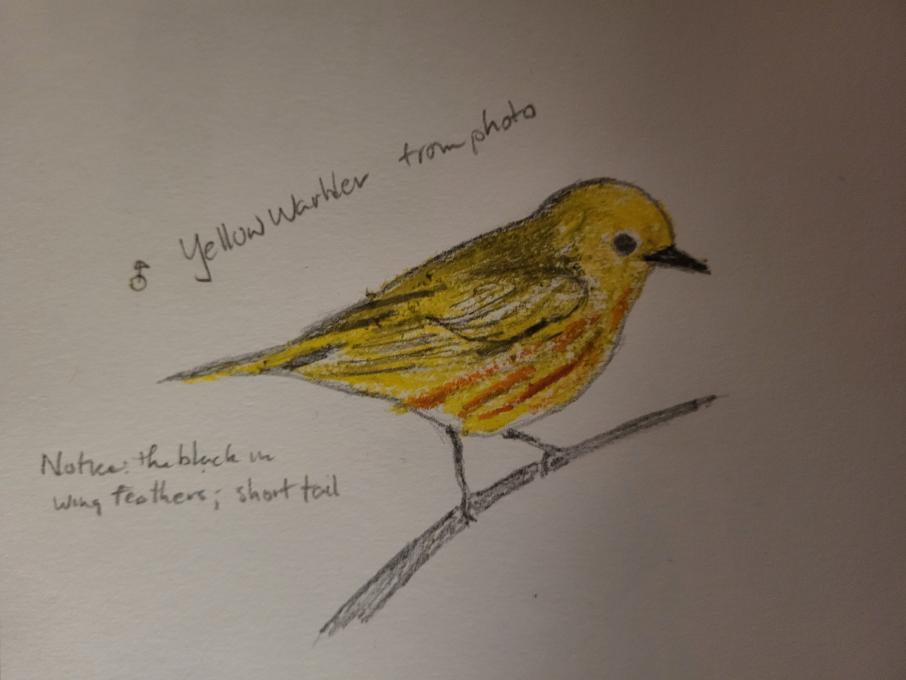 Yellow Warbler sketch