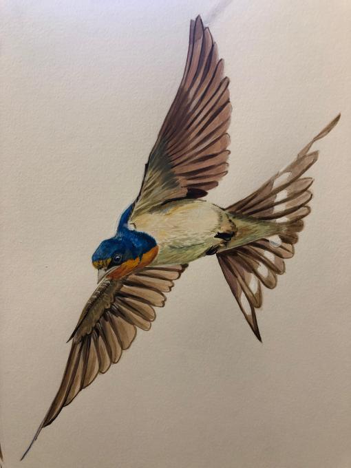 Barn Swallow Painting