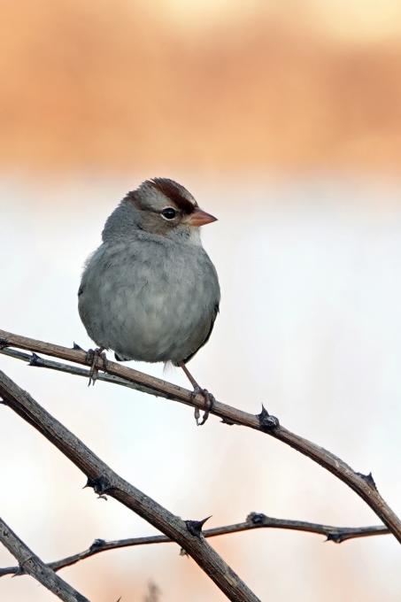 white_crown_sparrow_first_winter-topaz-denoise