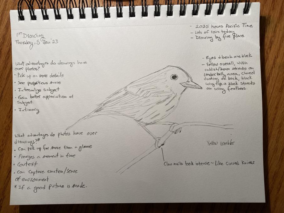 23.1.5_First Drawing_Yellow-Warbler