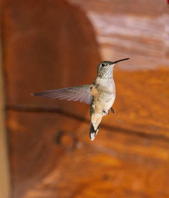 Broad-tailed Hummingbird_3153