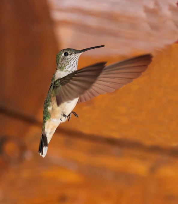 Broad-tailed Hummingbird_3152