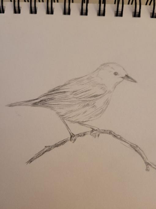 Finch sketch