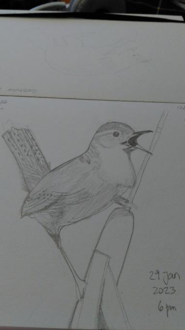 Marta_Bird_Refined sketch_20230129