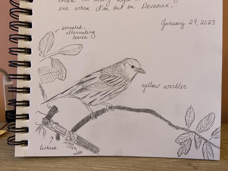 Nature Journaling First Sketch