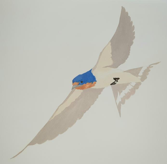 Barn swallow underpainting