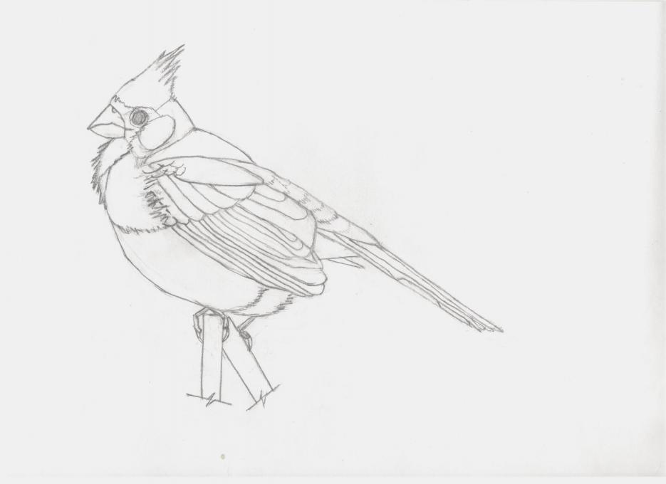 northern cardinal drawing
