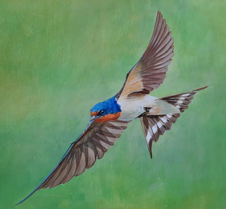 swallow unfinished
