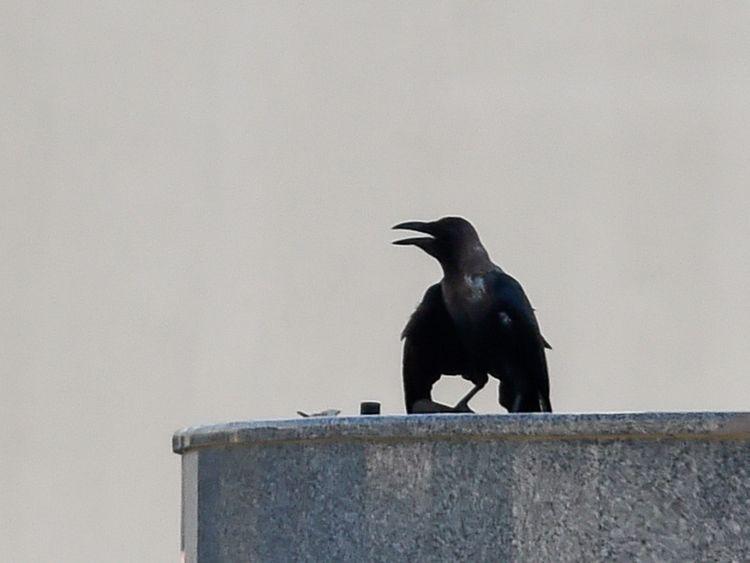 Sharjah Crow