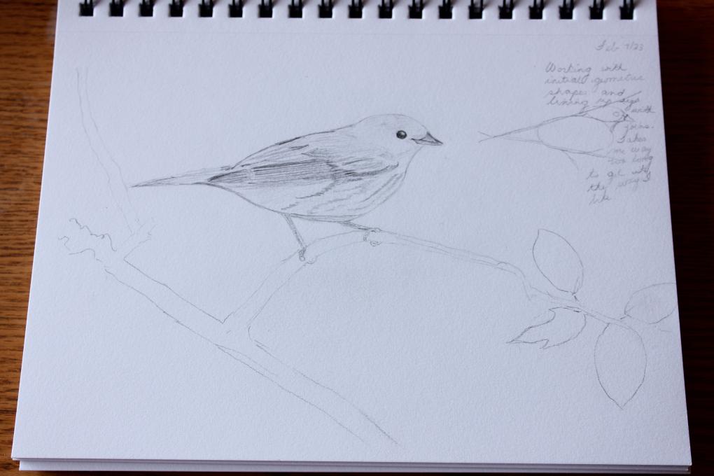 Cornell Yellow Warbler  2023