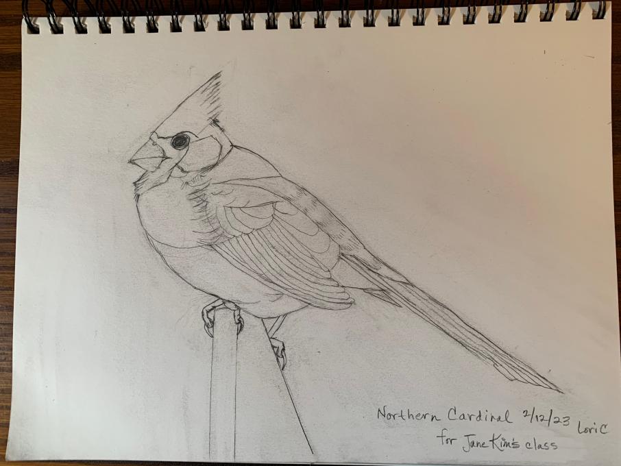 Northern Cardinal 2_23