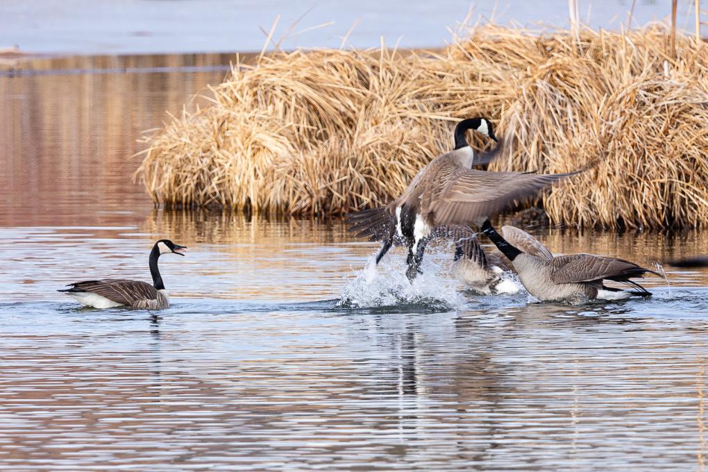 CanadaGeese-OldMill-Sigma-6855