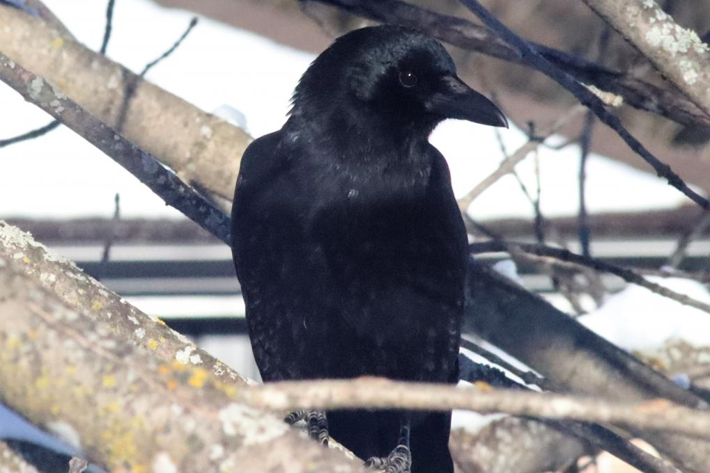 Crow F