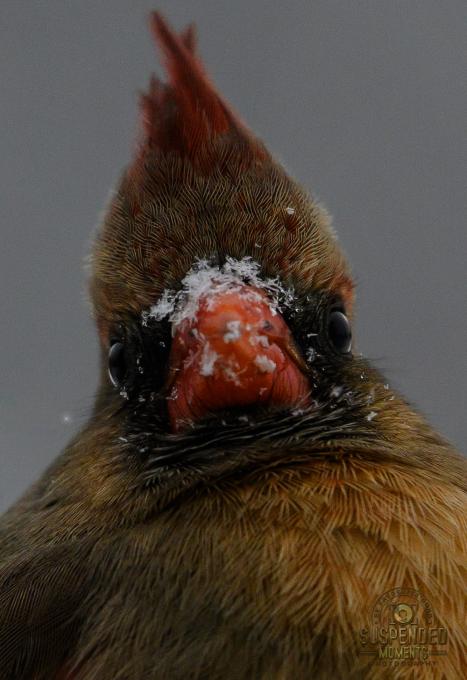 female cardinal snowflakes