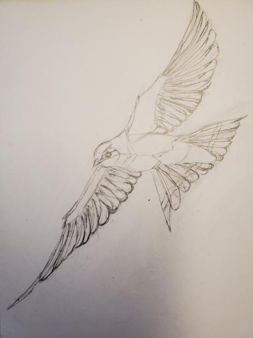 barn swallow drawing