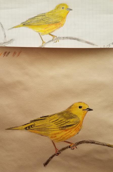 Yellow warbler revisited