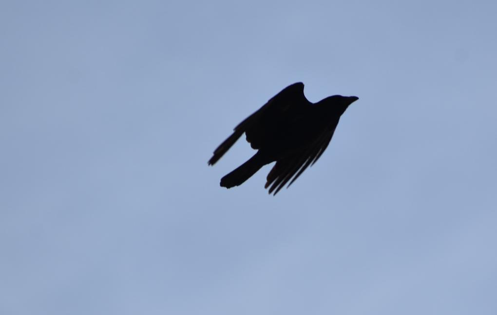crow siluette