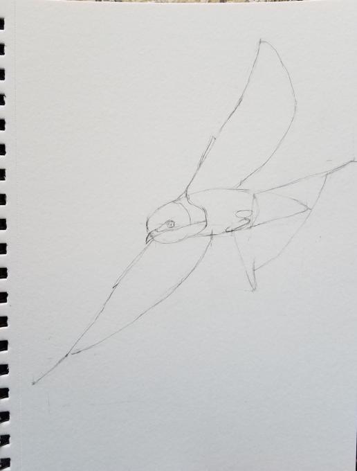 Barn Swallow sketch 01