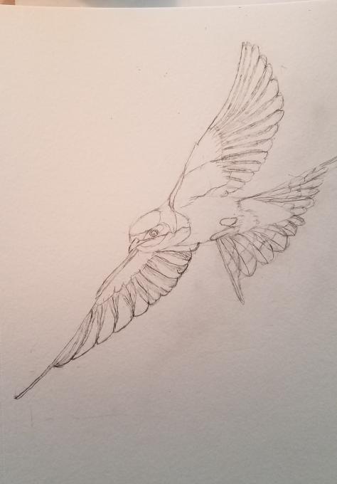 Barn Swallow sketch 02