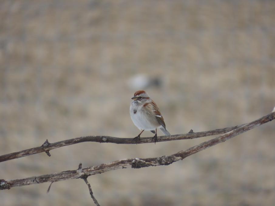 Tree Sparrow IMG_3883