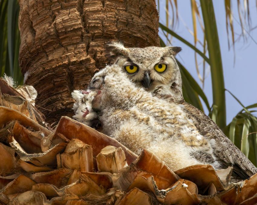 Great Horned Owl 5C adult with nestling eating copy