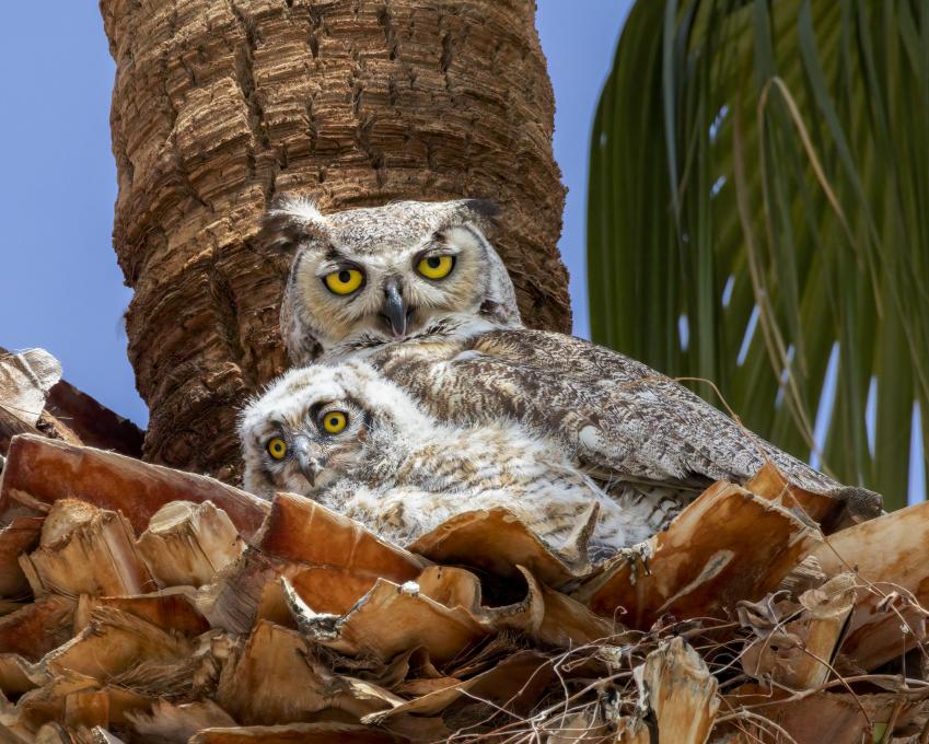 Great Horned Owl 5D adult with nestling eating copy